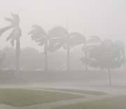 Trees and rain being blown by winds during 2017's Hurricane Irma.